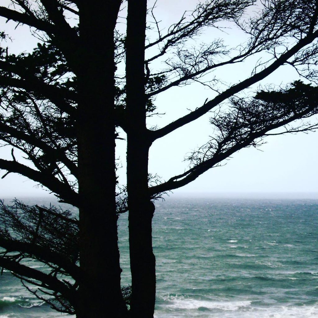 Trees and the Sea Carmel California